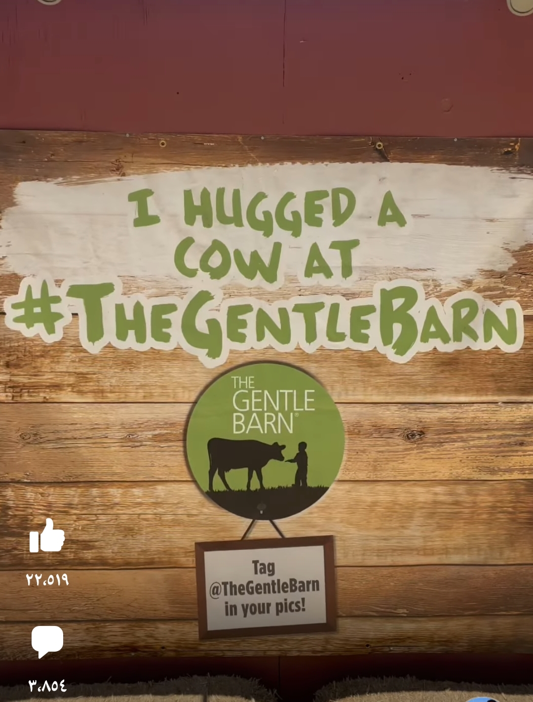 جانب من احتضان البقر 