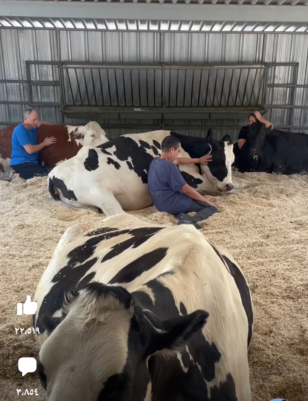 جانب من احتضان البقر 