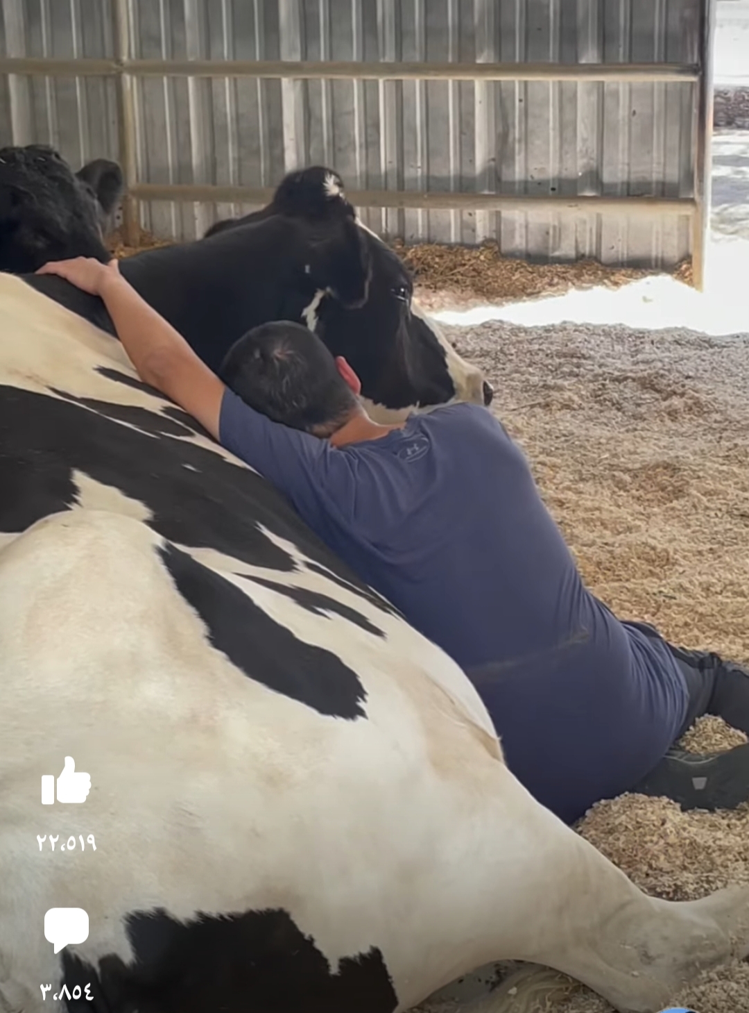 جانب من احتضان البقر 