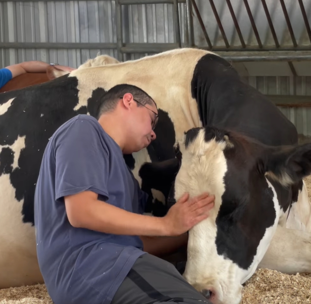 جانب من احتضان البقر 