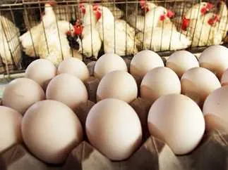 أسعار الدواجن والبيض اليوم.. &nbsp;الإثنين 24 فبراير 2025