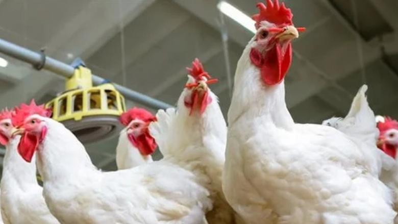 استقرار أسعار الدواجن والبيض في الأسواق المصرية.. اليوم الثلاثاء 6 مايو 2025