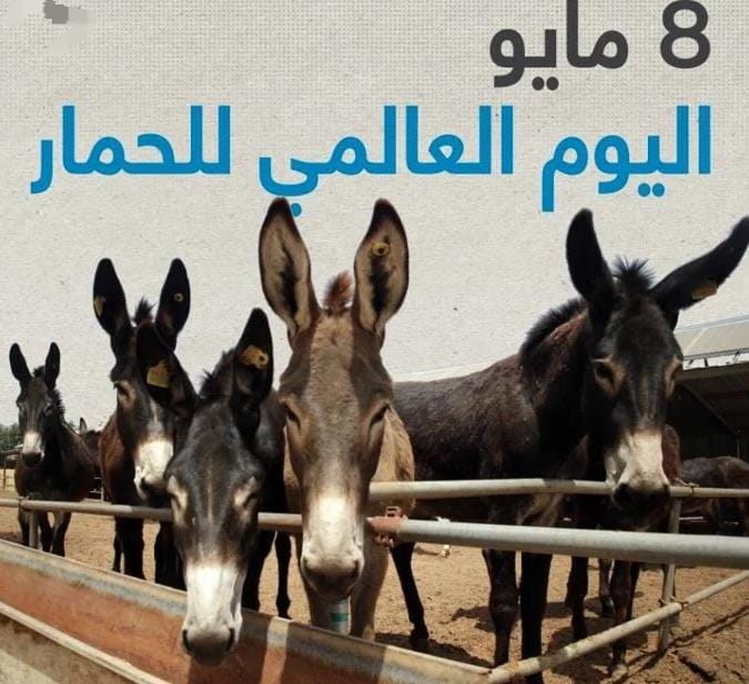 اليوم العالمي للحمار 