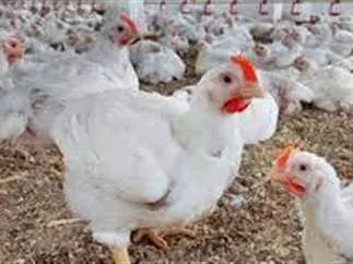 استقرار نسبي في أسعار الفراخ والكتاكيت والبيض اليوم الثلاثاء 13 مايو 2025