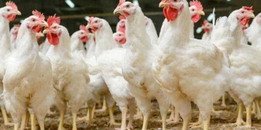 تراجع ملحوظ في أسعار الدواجن والبيض اليوم بمحافظة الشرقية الجمعة 16 مايو 2025