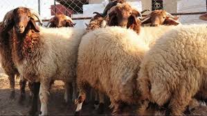 سعر الأضحية 