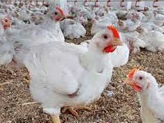 استقرار نسبي في أسعار الدواجن اليوم الخميس 22 مايو 2025: الفراخ البيضاء تسجل 85 جنيهًا في المزارع