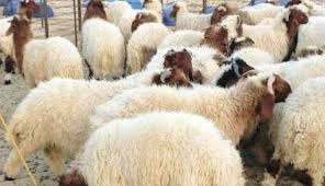 عيد الأضحى المبارك 