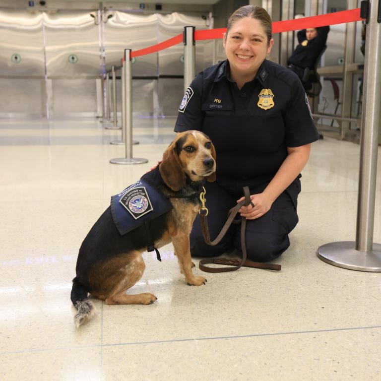 الكلب البوليسي 