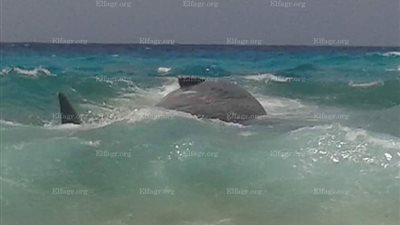 العثور على حوت نافق على أحد شواطئ مطروح (صور)