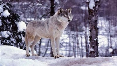 تعرف على انثى الذئب