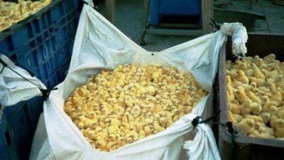 محكمة ألمانية تسمح باعدام الكتاكيت الذكور بعد فقسها 