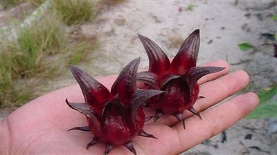 زهرة الكركدية تحمي من أمراض القلب