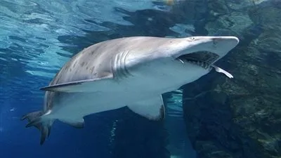 كيف تأكل الأسماك تحت الماء دون أن تختنق؟