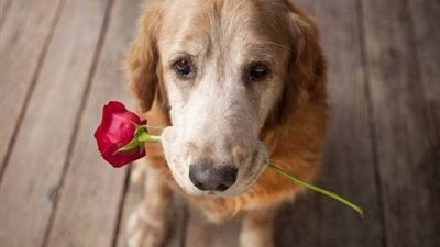 دراسة: الكلاب تتأثر بالسلوكيات السلبية لأصحابها