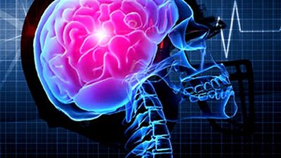 باحثون ألمان يكتشفون طريقاً  تتواصل به أمعاء الكائنات الحية مع المخ