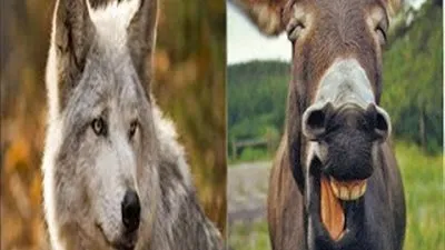 هل تعلم أنّ الذئاب والحمير من أكثر الحيوانات حدّة في السّمع؟