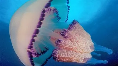  قنديل البحر المخلوق البحرى الذى يعيش بدون دماغ 
