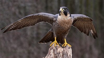 تعرف على خصائص الصقر المذهلة