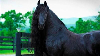 أجمل حصان في العالم.. (صور)