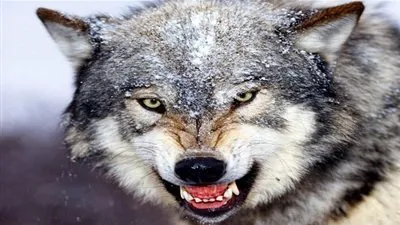 تعرف على إسم انثى الذئب