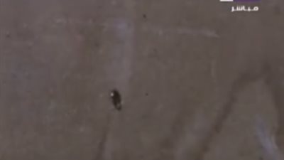 صراصير  داخل سوبر ماركت شهير بالقليوبية (فيديو) 