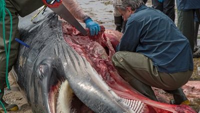 تشريح حوت ضخم على شاطئ أسكتلندي (صور)  