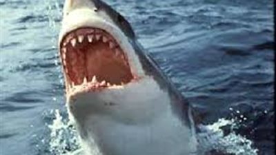 صاحب أحد اللانشات: سمكة القرش إلتهمت قدم الشاب على بعد 500 متر من الشاطىء 