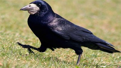 تعرف على صفات الغراب