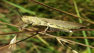 تعرف على حقائق مذهلة عن الحشرات