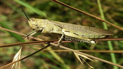 حقائق مذهلة عن الحشرات!