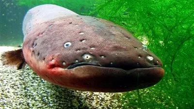 هل تعلم كيف تولد 