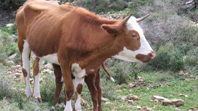 إسرائيل تحتل المرتبة الاولى عالمياً فى إنتاج الحليب