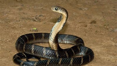  هل تعلم أن الثعبان ليس له آذان ظاهرة ولكنه يسمع عن طريق موجات الصوت؟