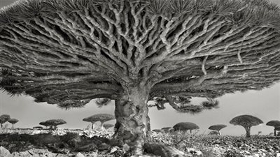 أقدم 5 أشجار في العالم