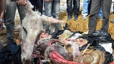 أهالي قرية بكفرالشيخ يضبطون شخصين أثناء ذبحه حمار