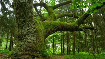 كيف تتنفس الاشجار