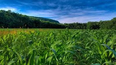 احمِ كوكبنا واعدل عن اللحوم إلى الحبوب !