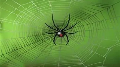 امرأة بريطانية تجد ” عنكبوتاً ” حياً في أذنها !