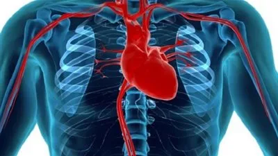 من هو مكتشف الدورة الدموية الصغرى  ؟