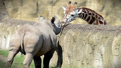 قصة حب غريبة بين زرافة ووحيد القرن