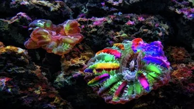 شقائق النعمان البحرية من أغرب المخلوقات المائية