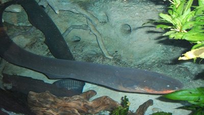 كيف تولد السمكة الكهربائية الكهرباء من جسمها ؟