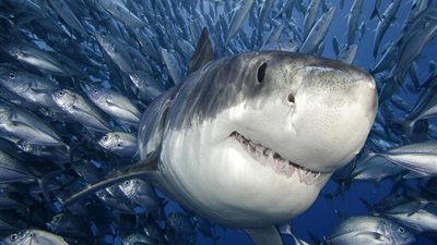 هل تعلم أن.. أسماك القرش قادرة على معرفة عدد نبضات الأسماك قبل الهجوم عليها ؟