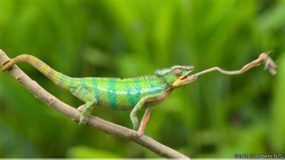 هل تعلم أن طول لسان الحرباء قد يصل إلى طول جسمها عندما تمده للخارج ؟