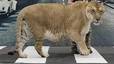 هل تعلم أن هرقل هو أكبر قط في العالم