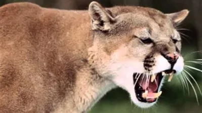 أم تنقذ ابنها من براثن أسد جبلي في كولورادو