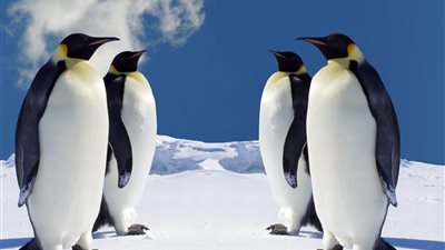 هل تعرف أن البطاريق تصوم؟