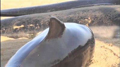 حيتان لم يسعفها الحظ في وصول المنقذين إليها !