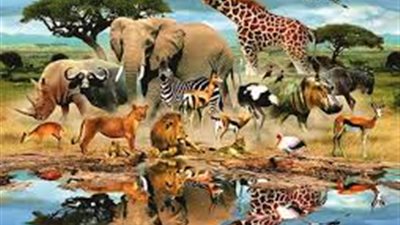 معلومة غريبة كل فجر من يوم الجمعه تصمت كل الحيوانات في العالم